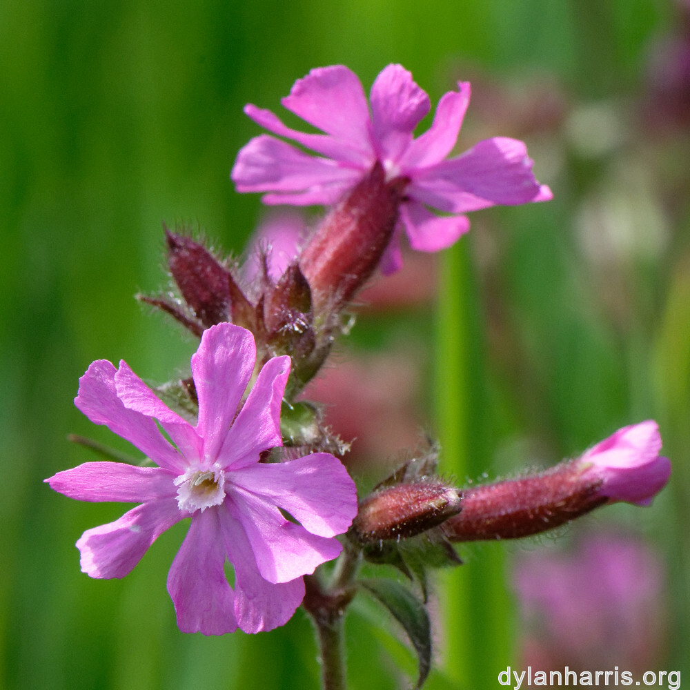 image: This is &lsquo;flower (xxv) 2&rsquo;.