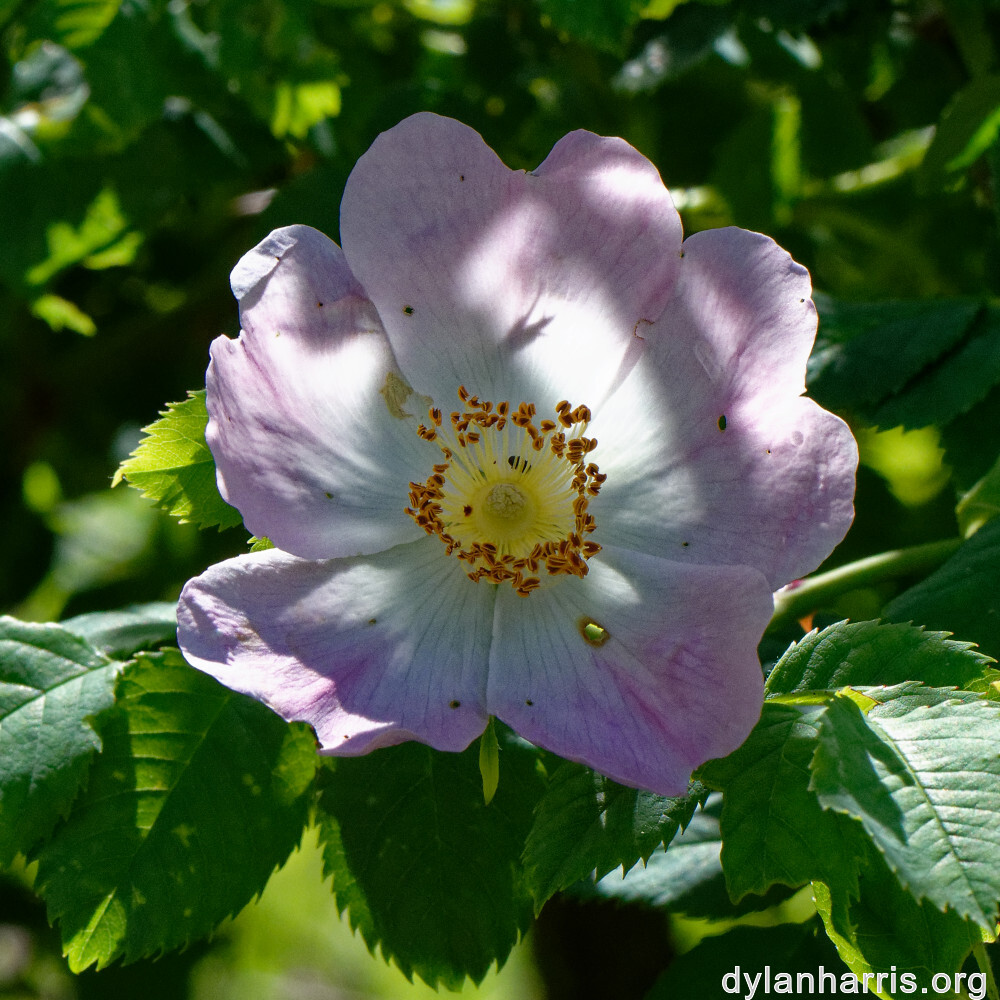 image: This is &lsquo;flower (xxv) 3&rsquo;.