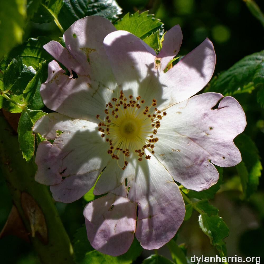 image: This is &lsquo;flower (xxv) &rsquo;.