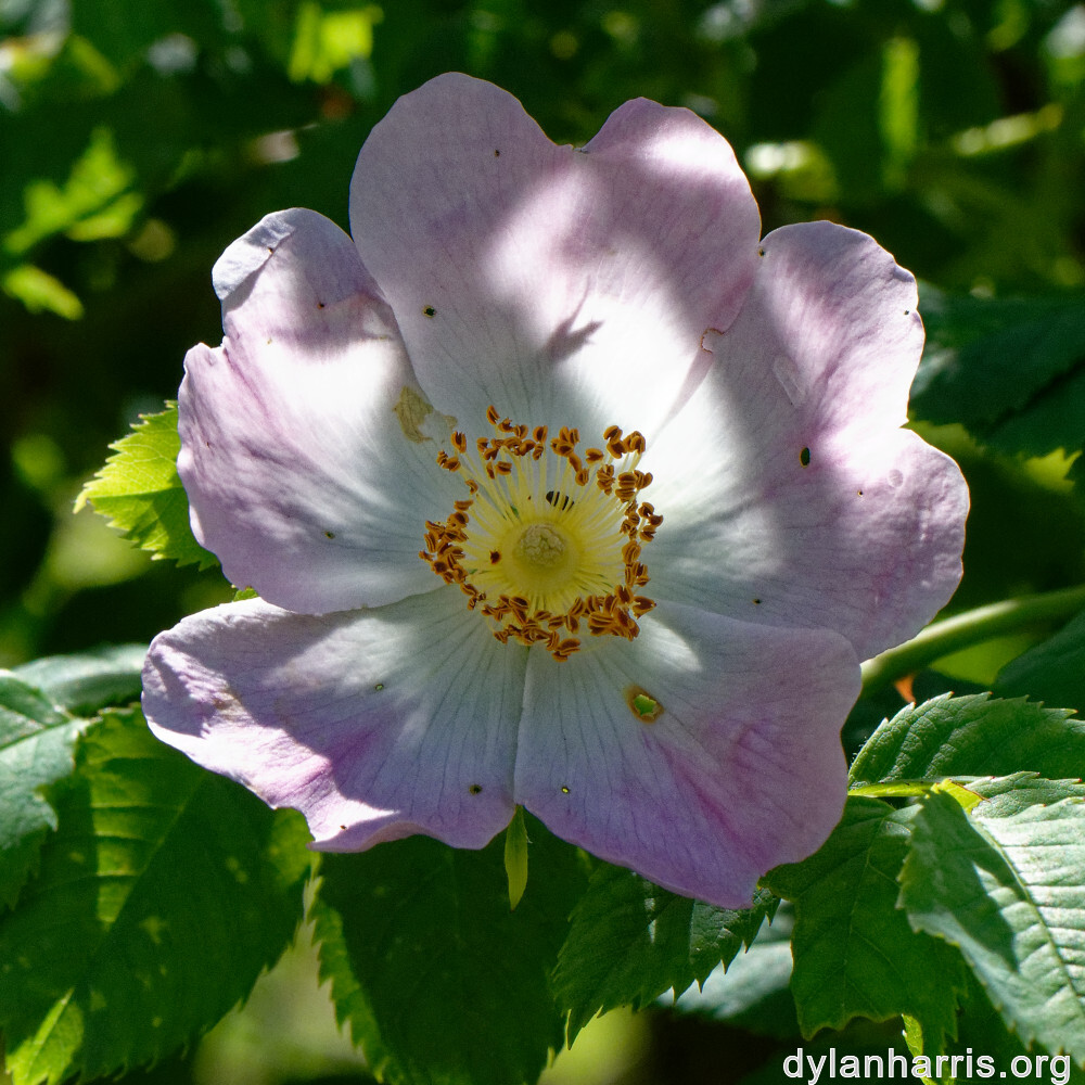 image: This is &lsquo;flower (xxv) 6&rsquo;.