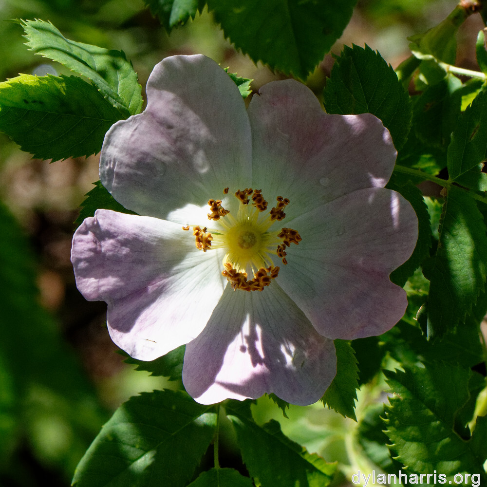 image: This is &lsquo;flower (xxv) 8&rsquo;.