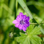 image: Image from the photoset &lsquo;flower (xxv)&rsquo;.