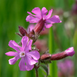 image: Image from the photoset &lsquo;flower (xxv)&rsquo;.