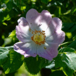 image: Image from the photoset &lsquo;flower (xxv)&rsquo;.