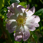 image: Image from the photoset &lsquo;flower (xxv)&rsquo;.