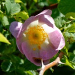 image: Image from the photoset &lsquo;flower (xxv)&rsquo;.