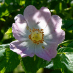 image: wild&nbsp;rose