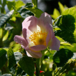 image: Image from the photoset &lsquo;flower (xxv)&rsquo;.