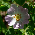 image: Image from the photoset &lsquo;flower (xxv)&rsquo;.