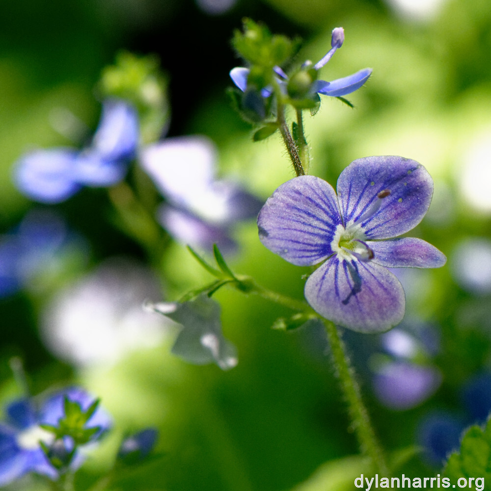 image: This is &lsquo;flower (xxvi) 1&rsquo;.