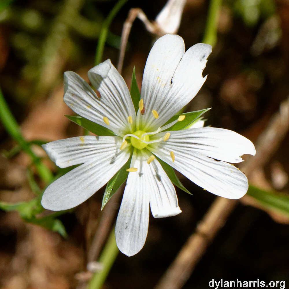 image: This is &lsquo;flower (xxvi) 2&rsquo;.