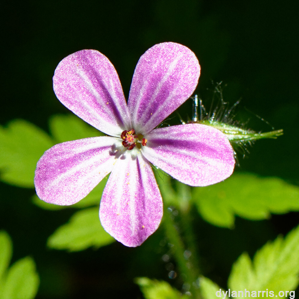 image: This is &lsquo;flower (xxvi) 3&rsquo;.