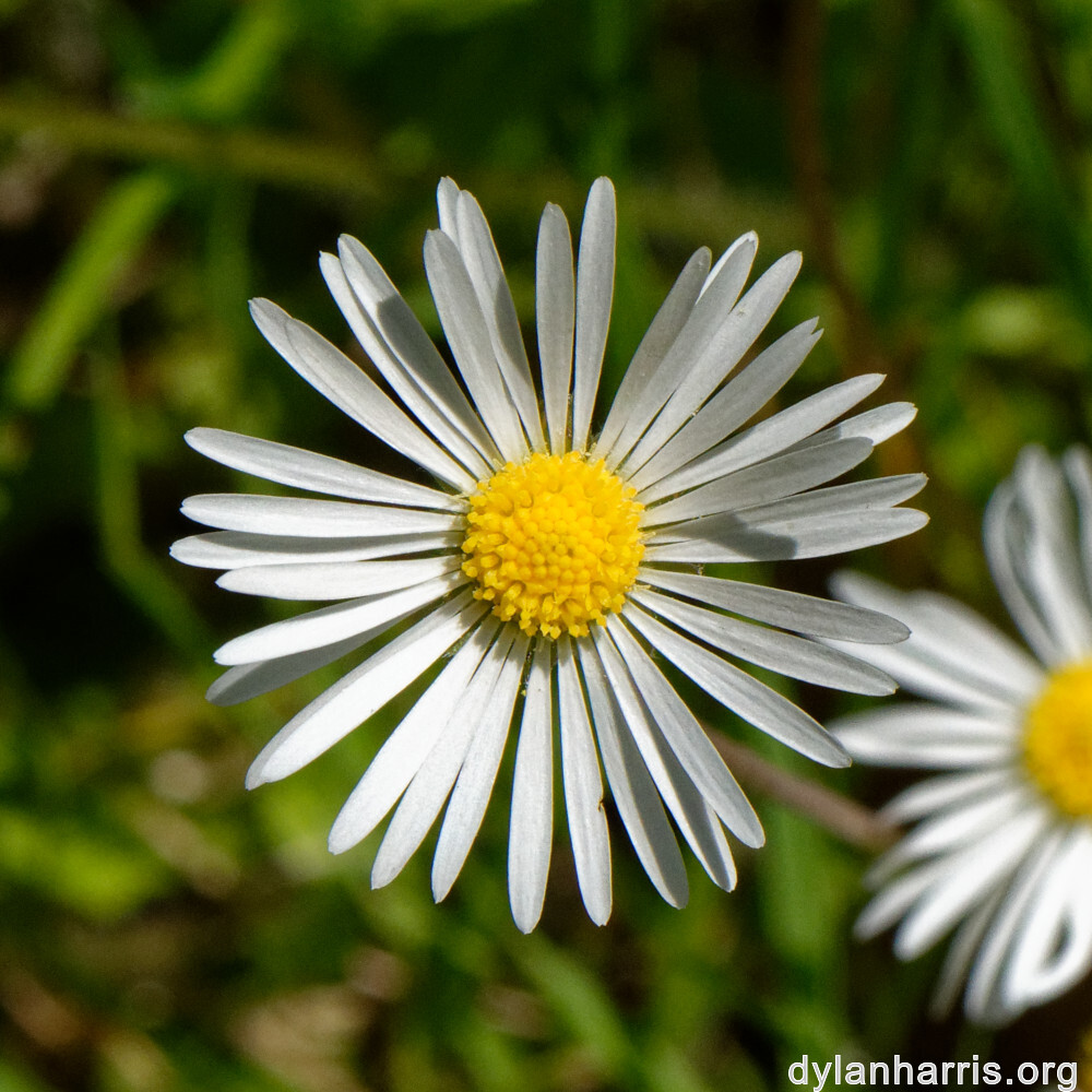 image: This is &lsquo;flower (xxvi) &rsquo;.