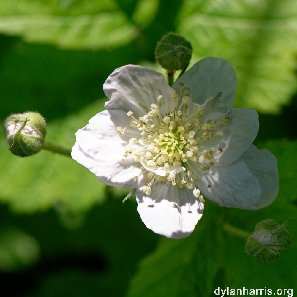 image: This is &lsquo;flower (xxvi) 5&rsquo;.