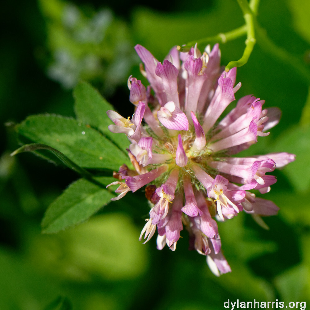 image: This is &lsquo;flower (xxvi) 6&rsquo;.