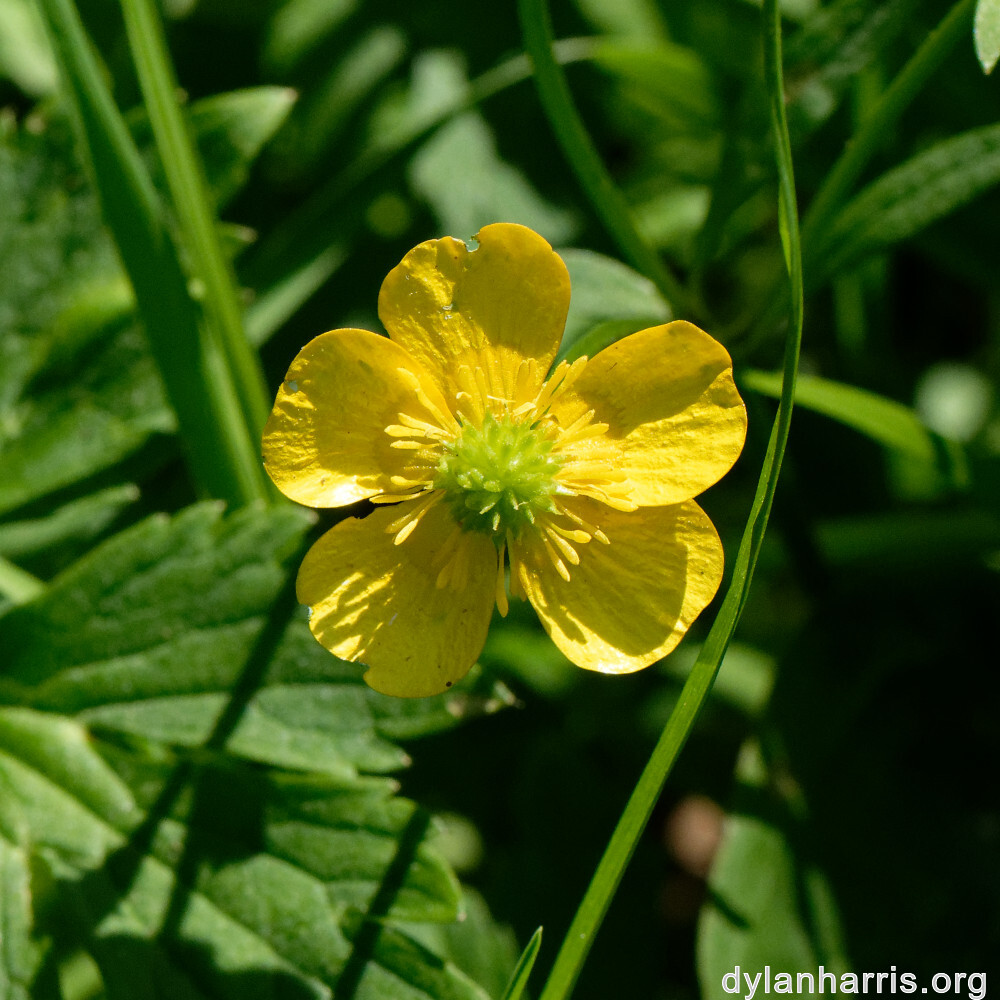 image: This is &lsquo;flower (xxvi) 7&rsquo;.