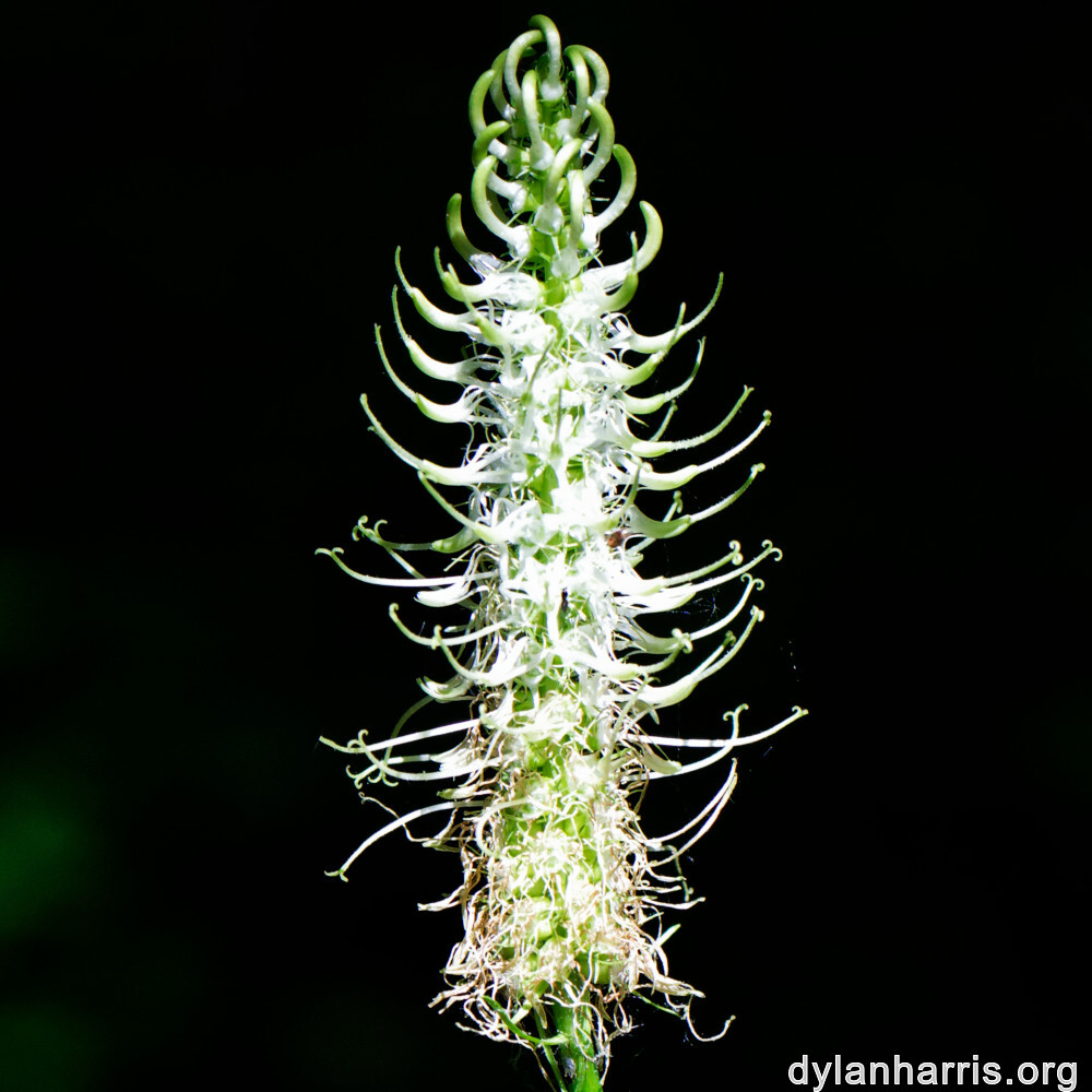 image: This is &lsquo;flower (xxvi) 8&rsquo;.