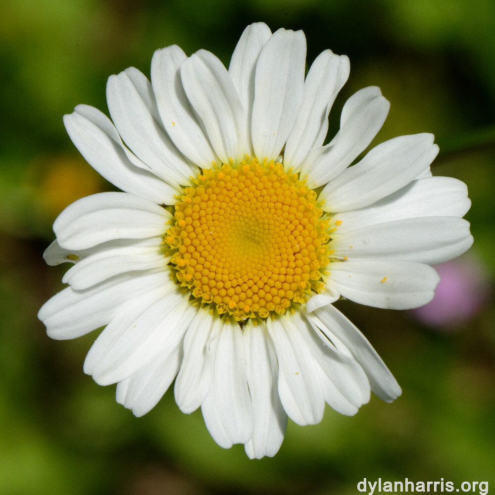 image: This is &lsquo;flower (xxvi) 9&rsquo;.