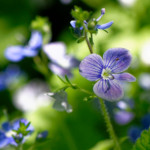 image: Image from the photoset &lsquo;flower (xxvi)&rsquo;.