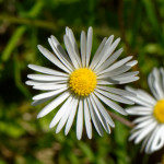 image: Image from the photoset &lsquo;flower (xxvi)&rsquo;.