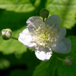 image: Image from the photoset &lsquo;flower (xxvi)&rsquo;.