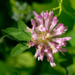 image: Image from the photoset &lsquo;flower (xxvi)&rsquo;.