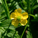 image: Image from the photoset &lsquo;flower (xxvi)&rsquo;.