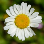 image: Image from the photoset &lsquo;flower (xxvi)&rsquo;.