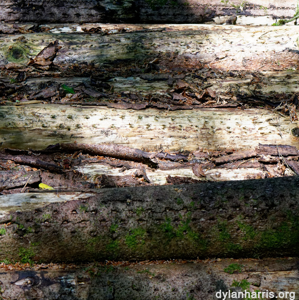 image: This is &lsquo;kayl 5&rsquo;.