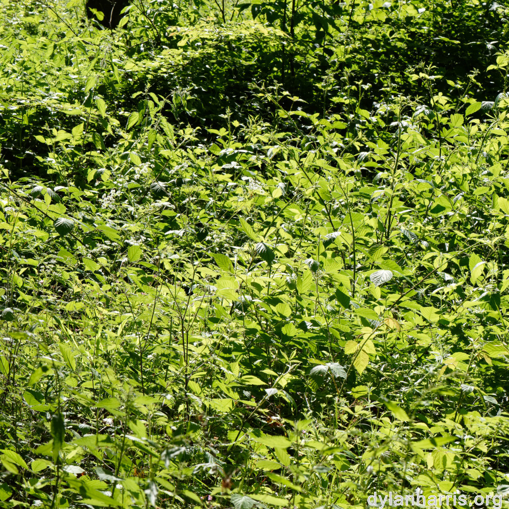 image: This is &lsquo;kayl 7&rsquo;.