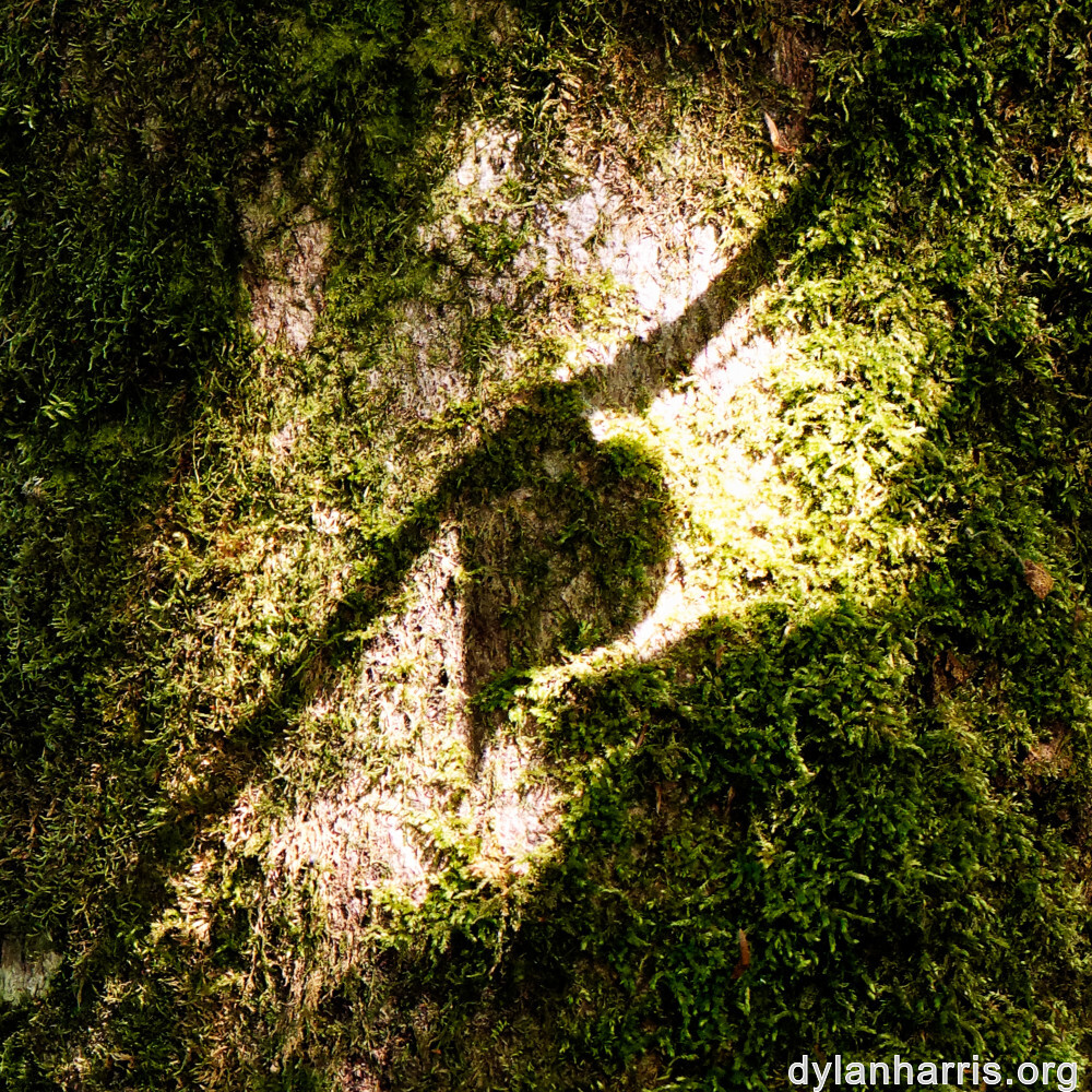 image: This is &lsquo;kayl 8&rsquo;.