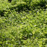 image: Image from the photoset &lsquo;kayl (ii)&rsquo;.