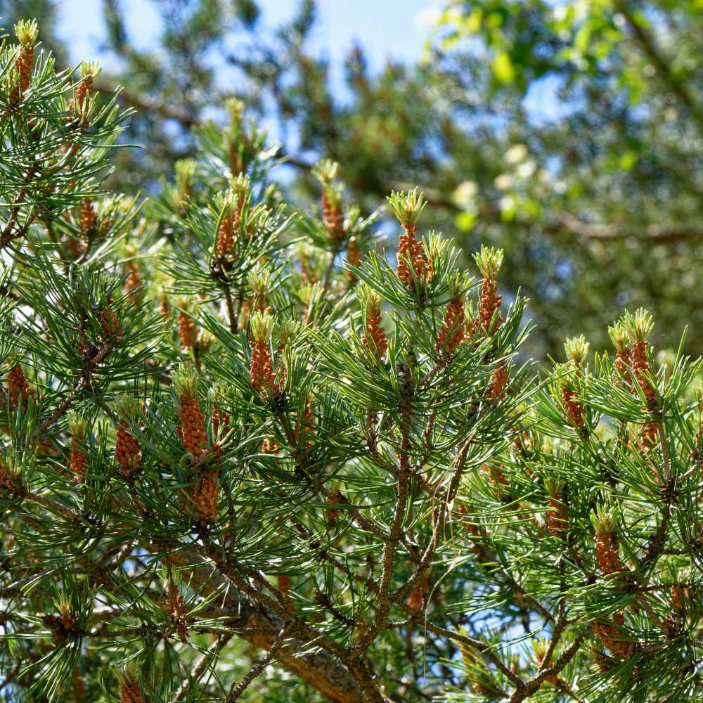 image: This is &lsquo;kayl 3&rsquo;.