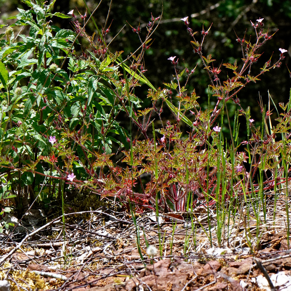 image: This is &lsquo;kayl 4&rsquo;.