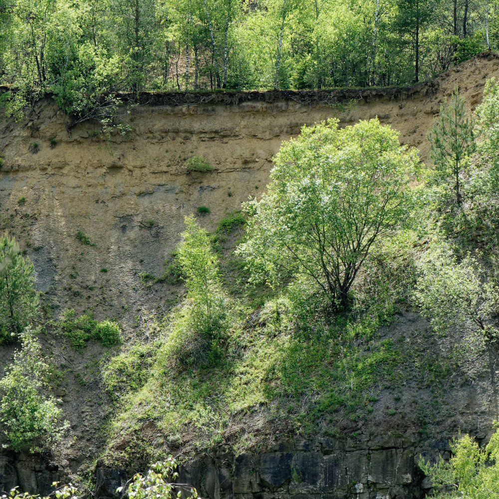 image: This is &lsquo;kayl 5&rsquo;.