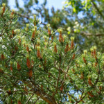 image: Image from the photoset &lsquo;kayl (iii)&rsquo;.