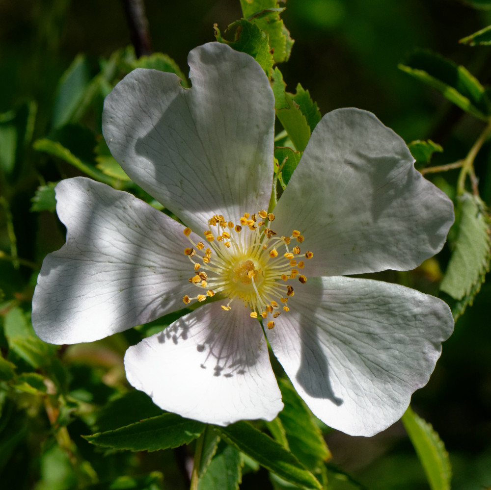 image: This is &lsquo;flower (xxvii) 1&rsquo;.