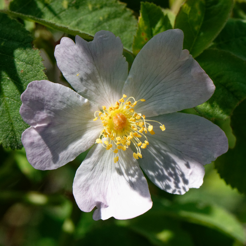 image: This is &lsquo;flower (xxvii) 2&rsquo;.