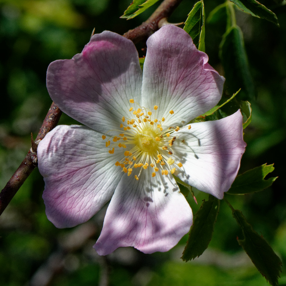 image: This is &lsquo;flower (xxvii) &rsquo;.