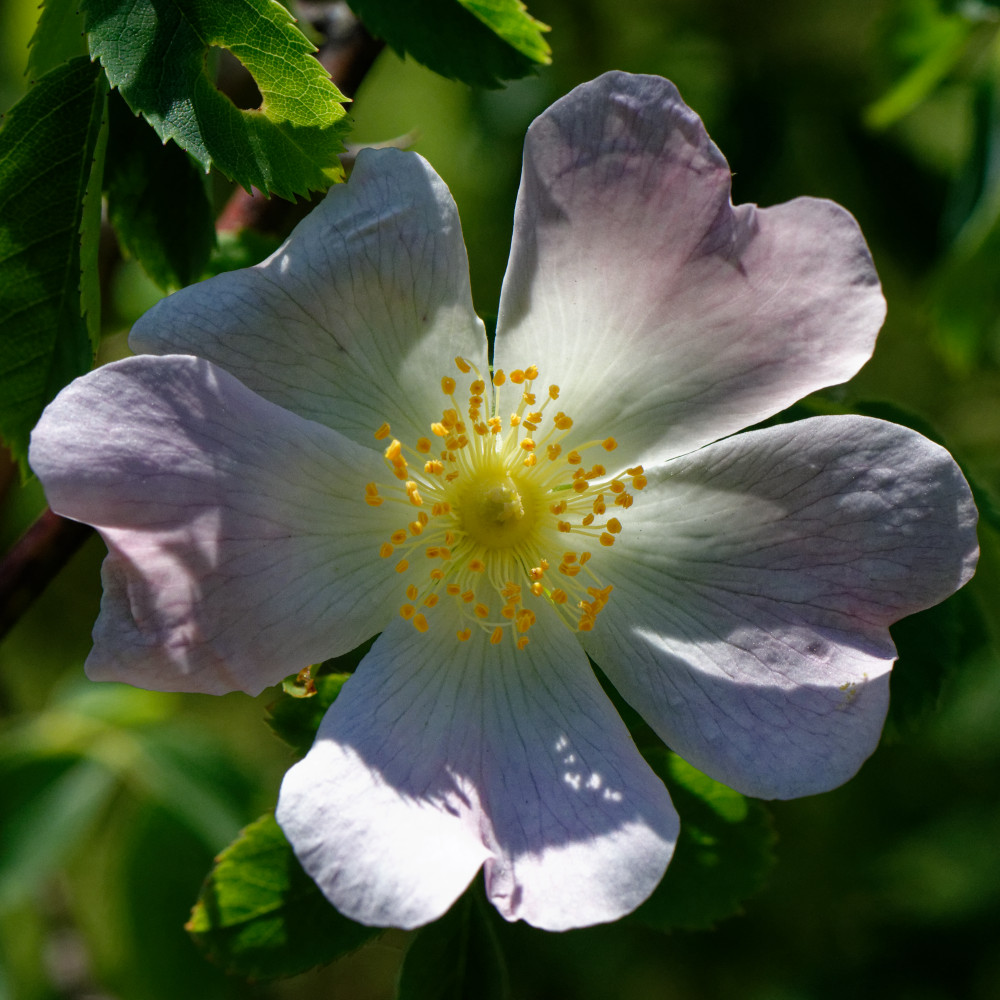 image: This is &lsquo;flower (xxvii) 5&rsquo;.