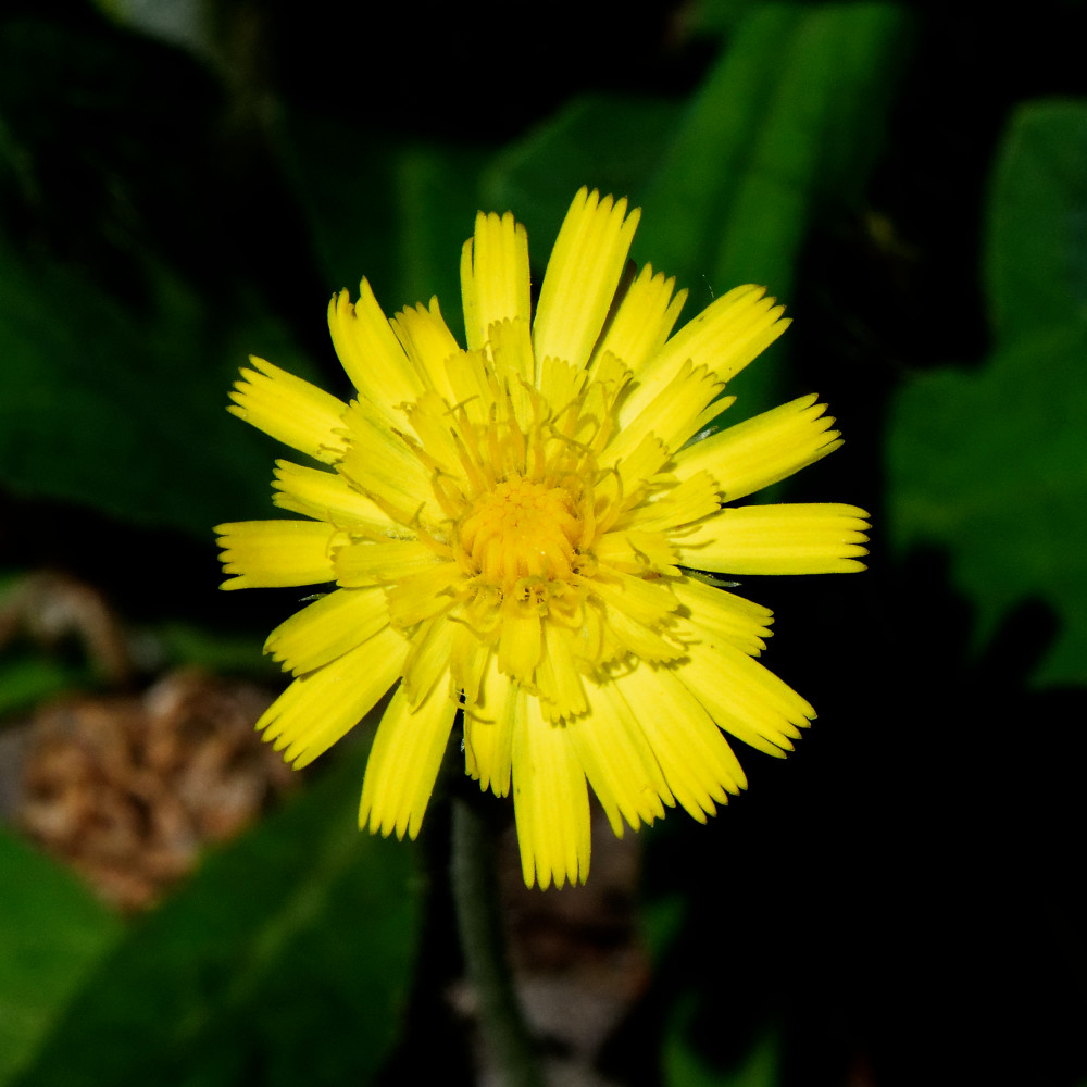 image: This is &lsquo;flower (xxvii) 6&rsquo;.