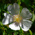 image: Image from the photoset &lsquo;flower (xxvii)&rsquo;.