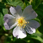 image: Image from the photoset &lsquo;flower (xxvii)&rsquo;.