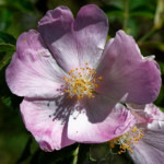 image: Image from the photoset &lsquo;flower (xxvii)&rsquo;.