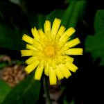 image: Image from the photoset &lsquo;flower (xxvii)&rsquo;.