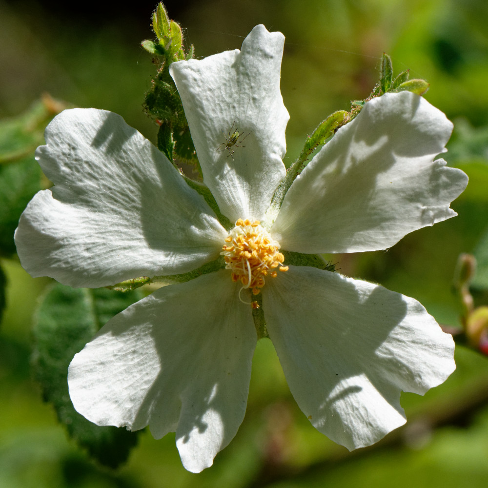 image: This is &lsquo;flower (xxviii) 1&rsquo;.