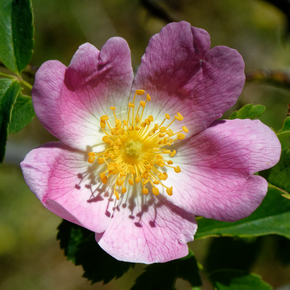 image: This is &lsquo;flower (xxviii) 2&rsquo;.