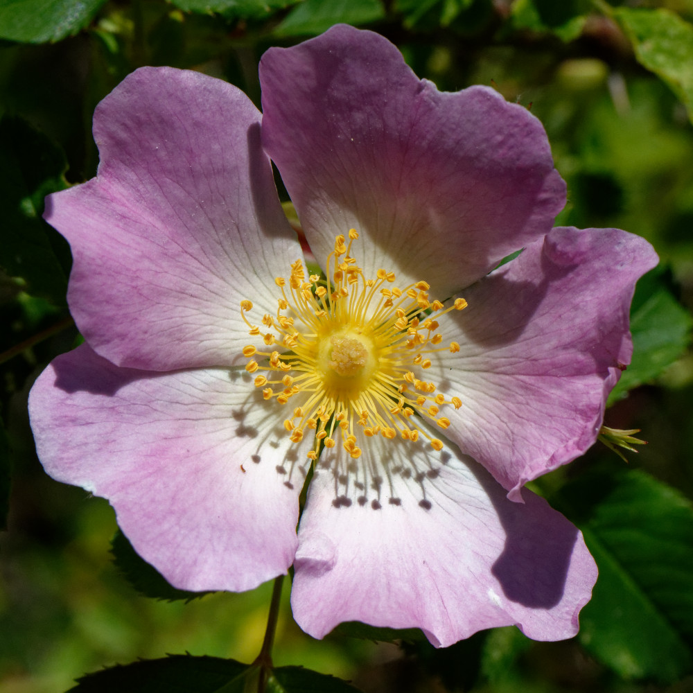 image: This is &lsquo;flower (xxviii) 3&rsquo;.