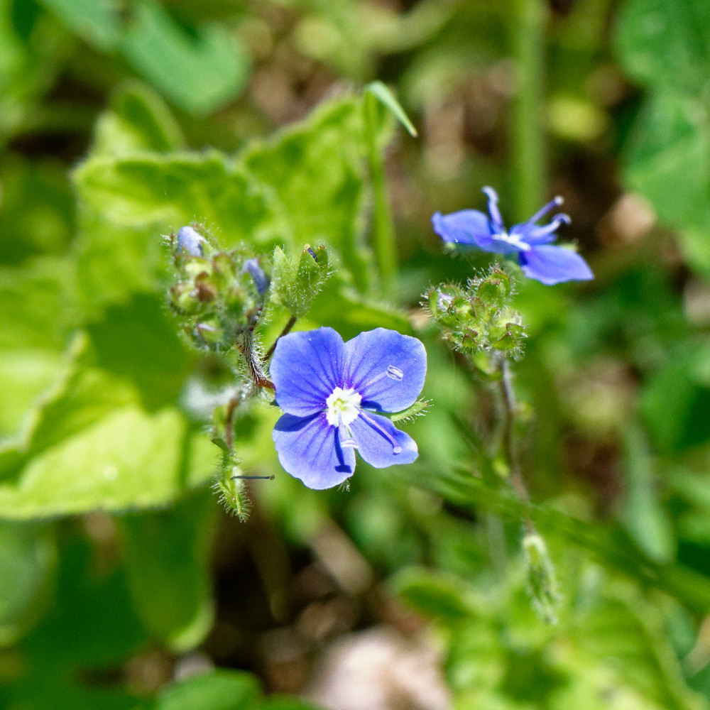 image: This is &lsquo;flower (xxviii) 5&rsquo;.