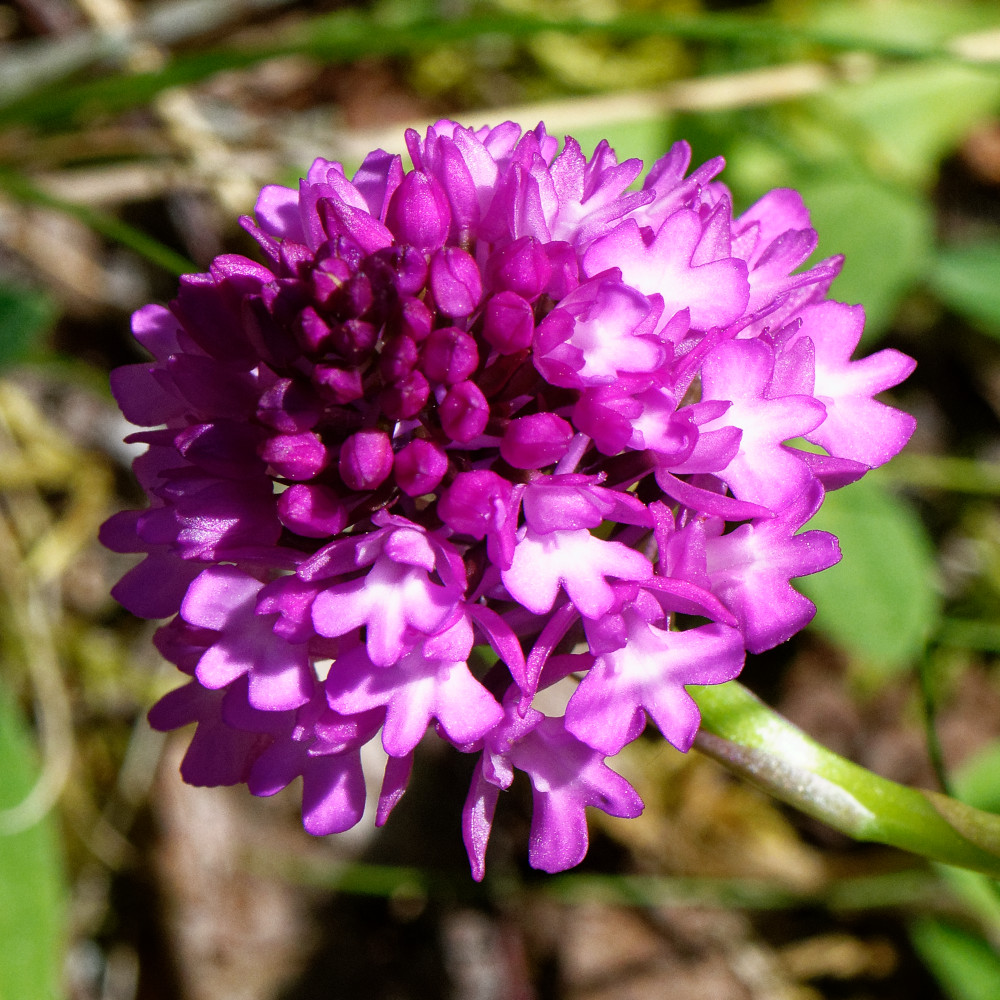 image: This is &lsquo;flower (xxviii) 6&rsquo;.